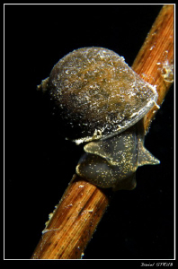 Limnea on yesterday's dive with buddy Sven :-D by Daniel Strub 